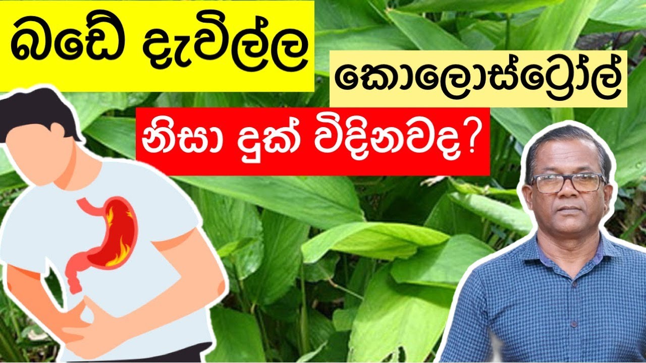 ගැස්ට්‍රයිටීස් වලට සහනය දෙන, දියවැඩියාවට ගුණ දෙන අල කමුද? | Arrowroot | Ceylon Agri | Episode 201