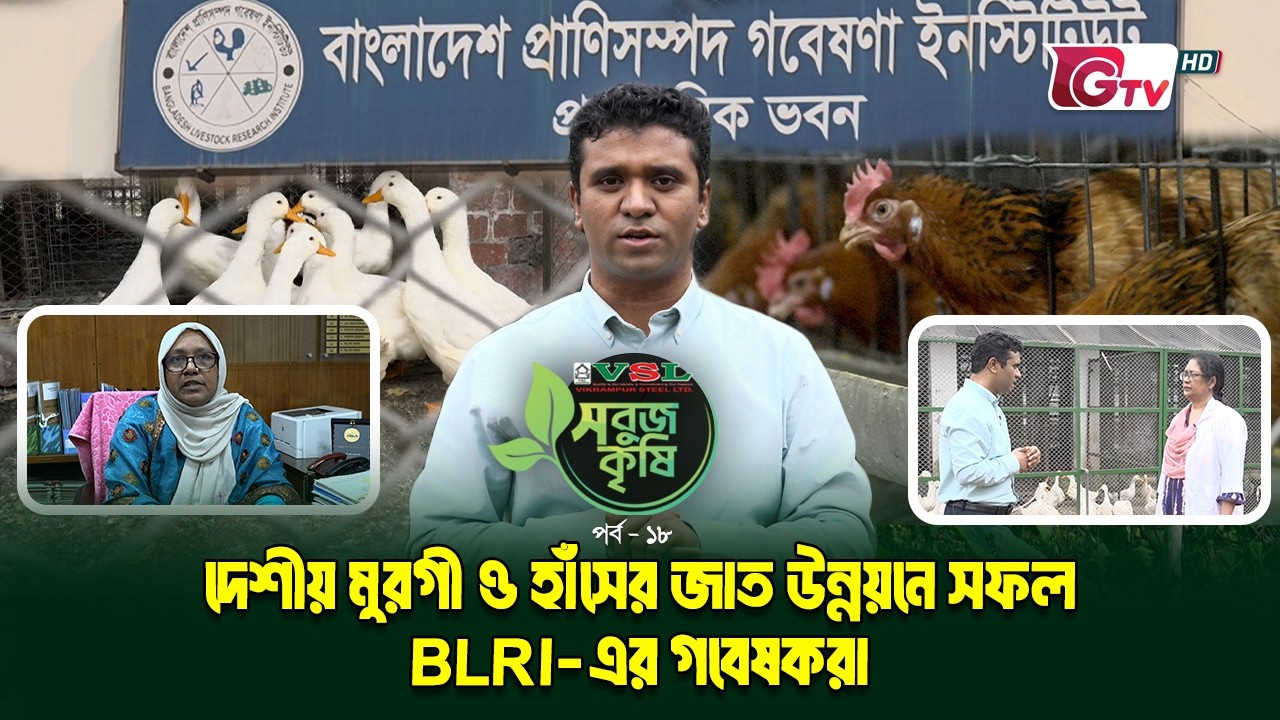 দেশি মুরগি ও হাঁসের জাত উন্নয়নে সফল BLRI-এর গবেষকরা | সবুজ কৃষি EP-18 | GTV