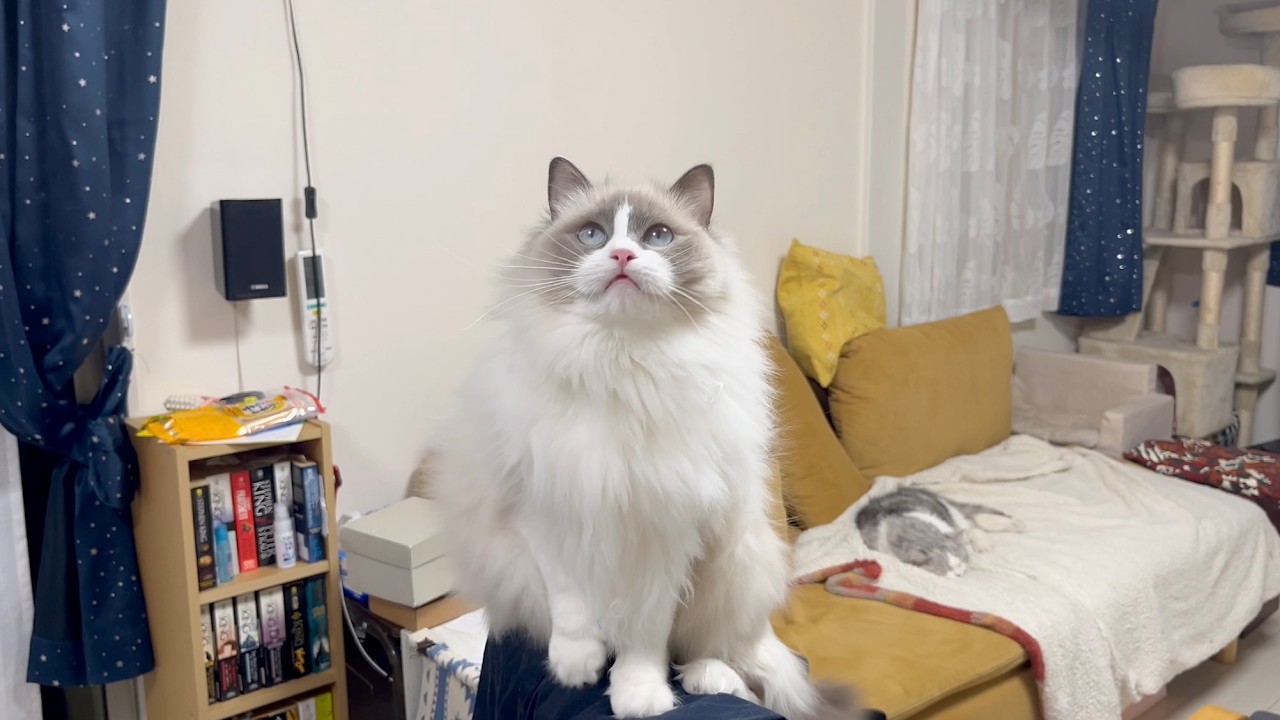Play with my cats