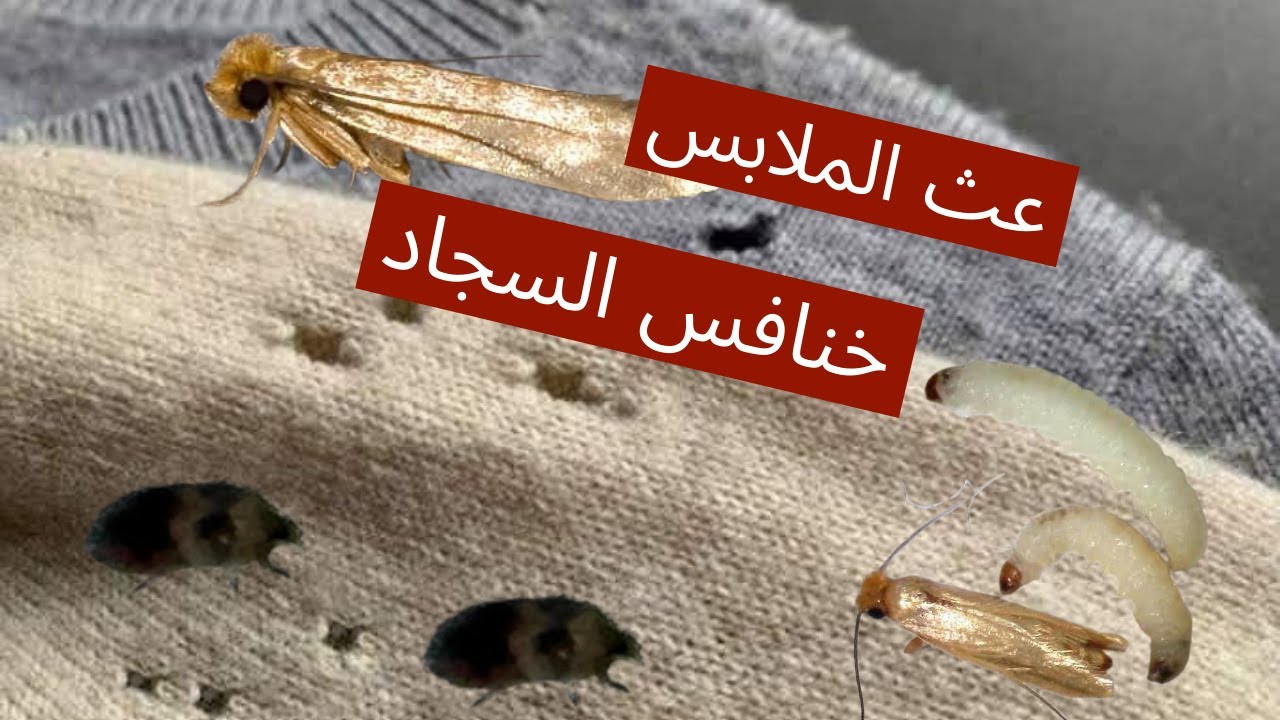 عث الملابس او عثة المنسوجات وحشرة خنافس السجاد في المنزل ؟؟