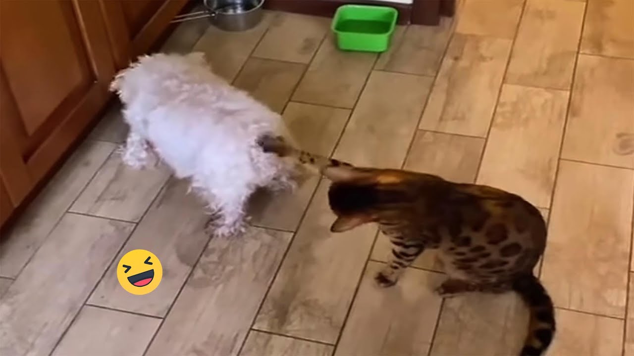 Dumb action funny Animals - Try Not To Laugh Cats And Dogs Videos #350