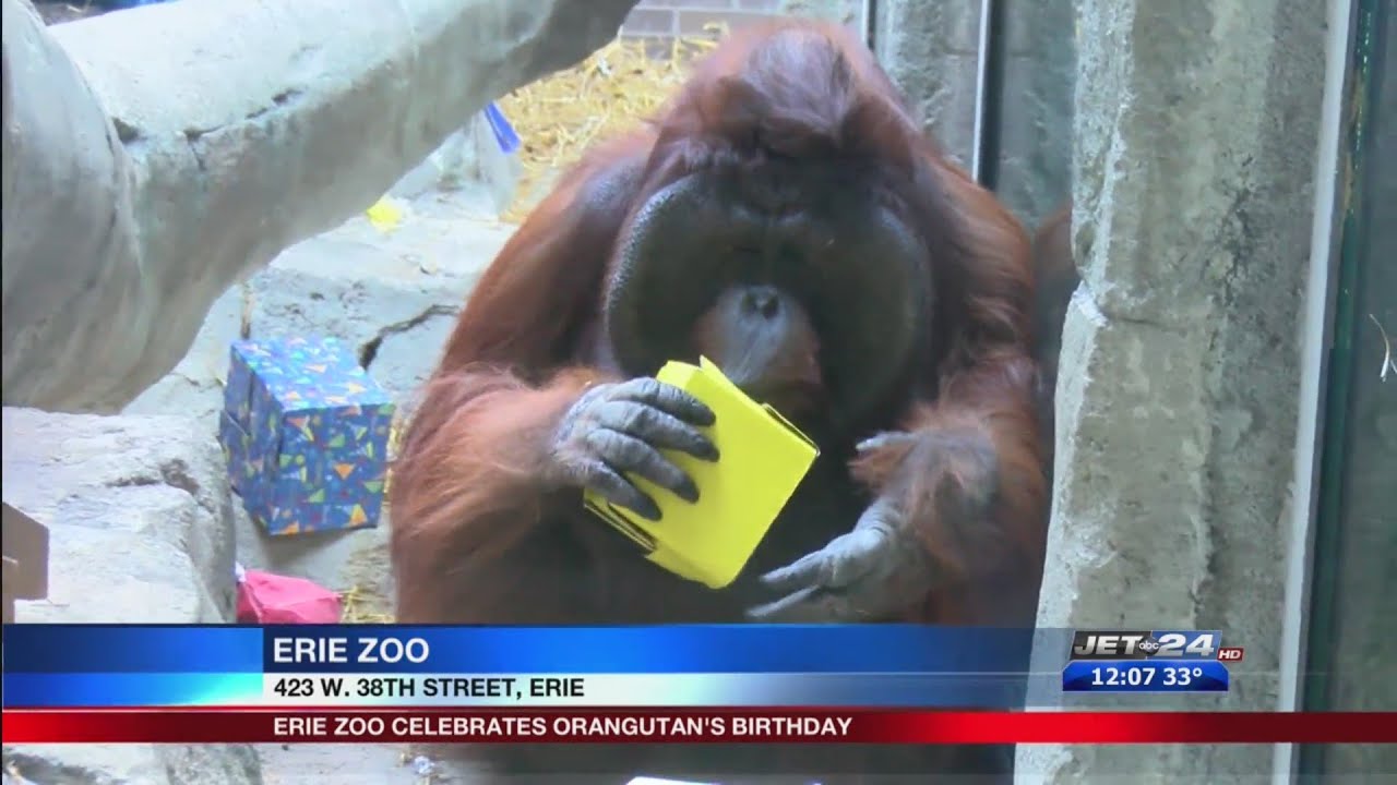 Erie Zoo celebrates Joe the orangutan's 34th birthday
