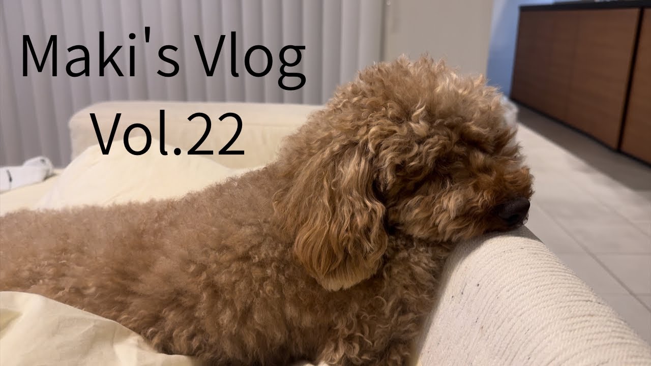 ［ソラくん🐩お引越しです］暫くの間実家に住む事になりました…#トイプードル#デカプー#引越し#もうすぐ退院