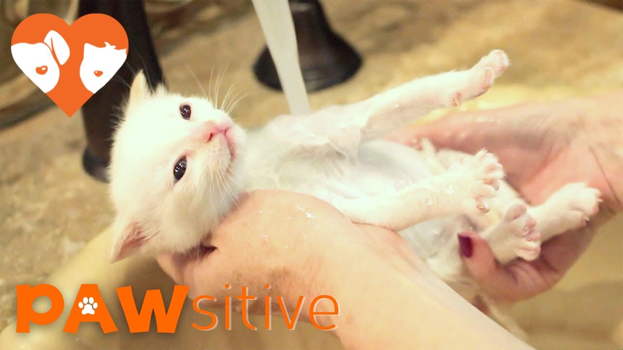 Siamese Kittens Love Bathtime | PAWsitive 🧡