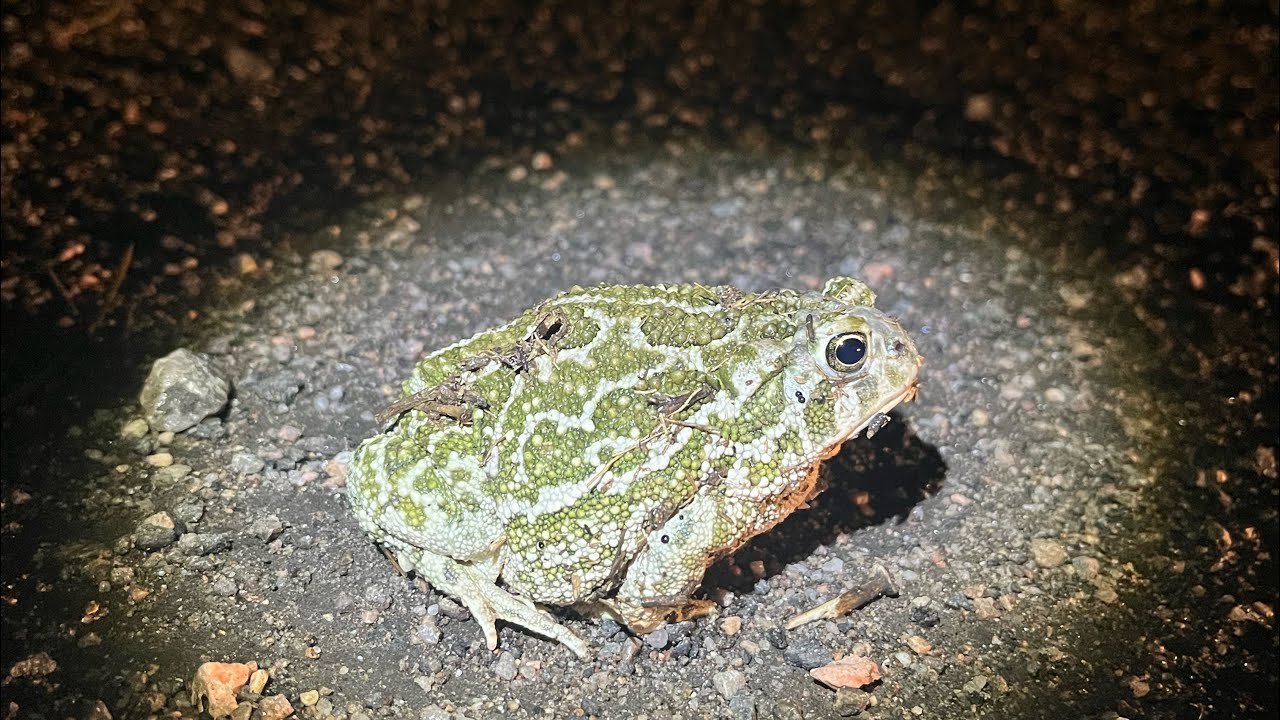 Incredible Colorado Amphibians! (Herping Near Denver)