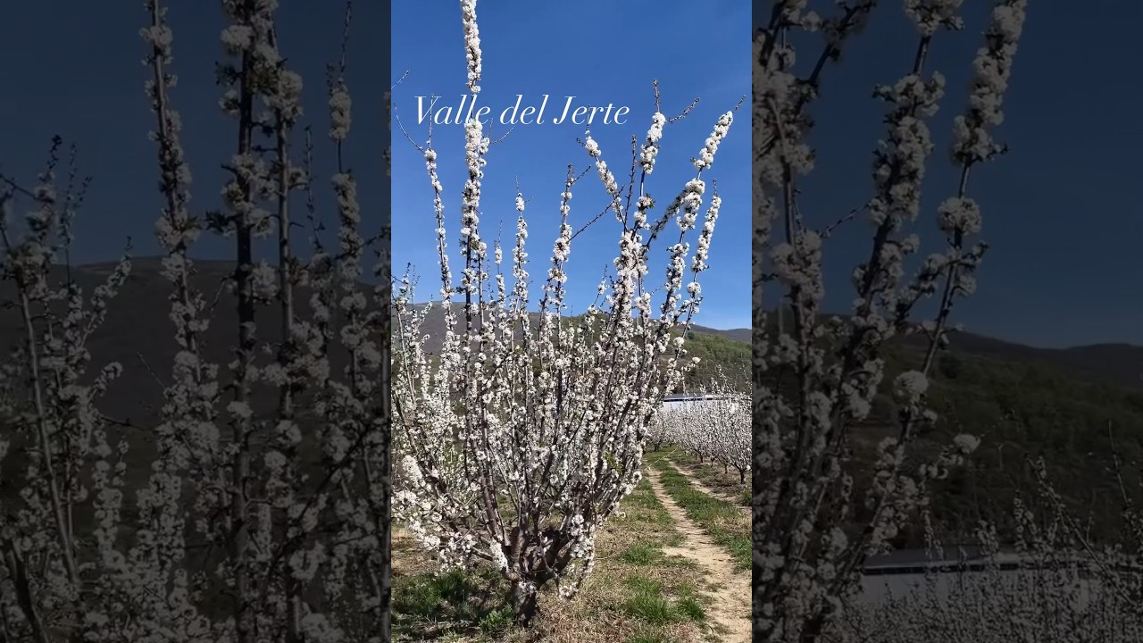 Valle del Jerte | Cerezo en Flor #destinosdeviagem #destinos #escapadarural