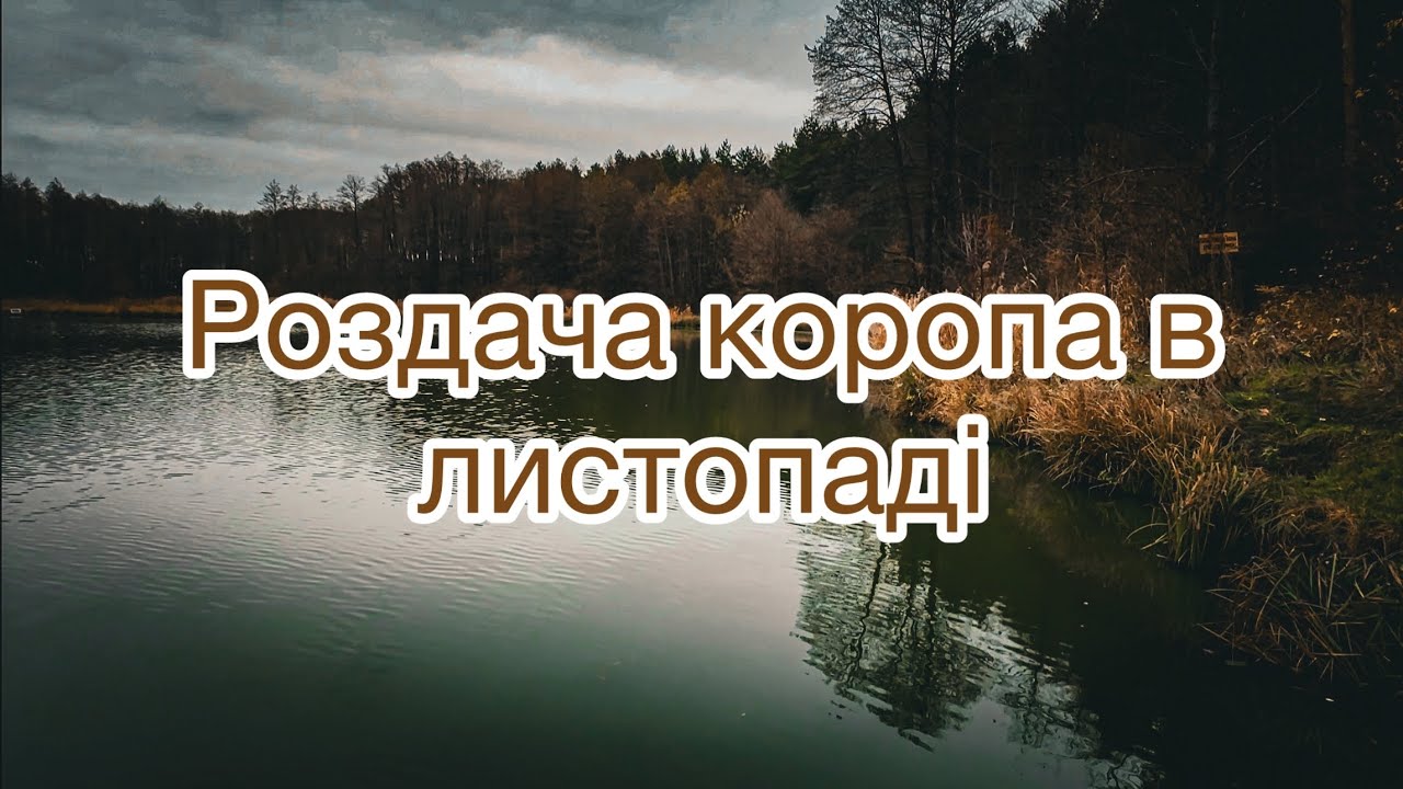 Роздача коропа в листопаді