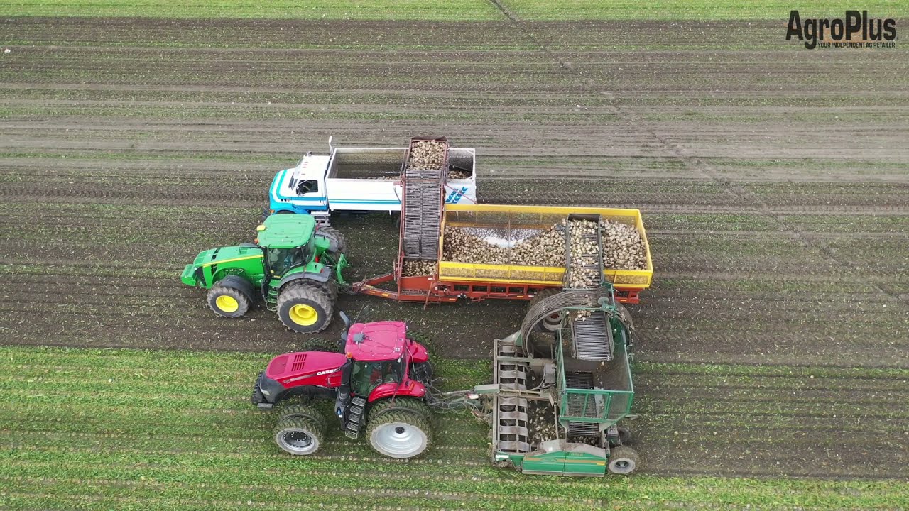 Sugar beet Harvesting