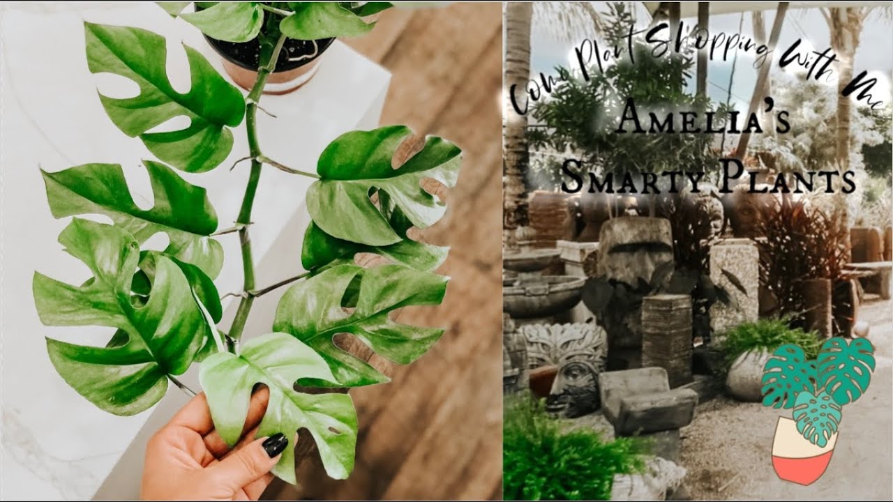 Come Plant Shopping With Me|Amelia's Smarty Plants Nursery Tour & Haul