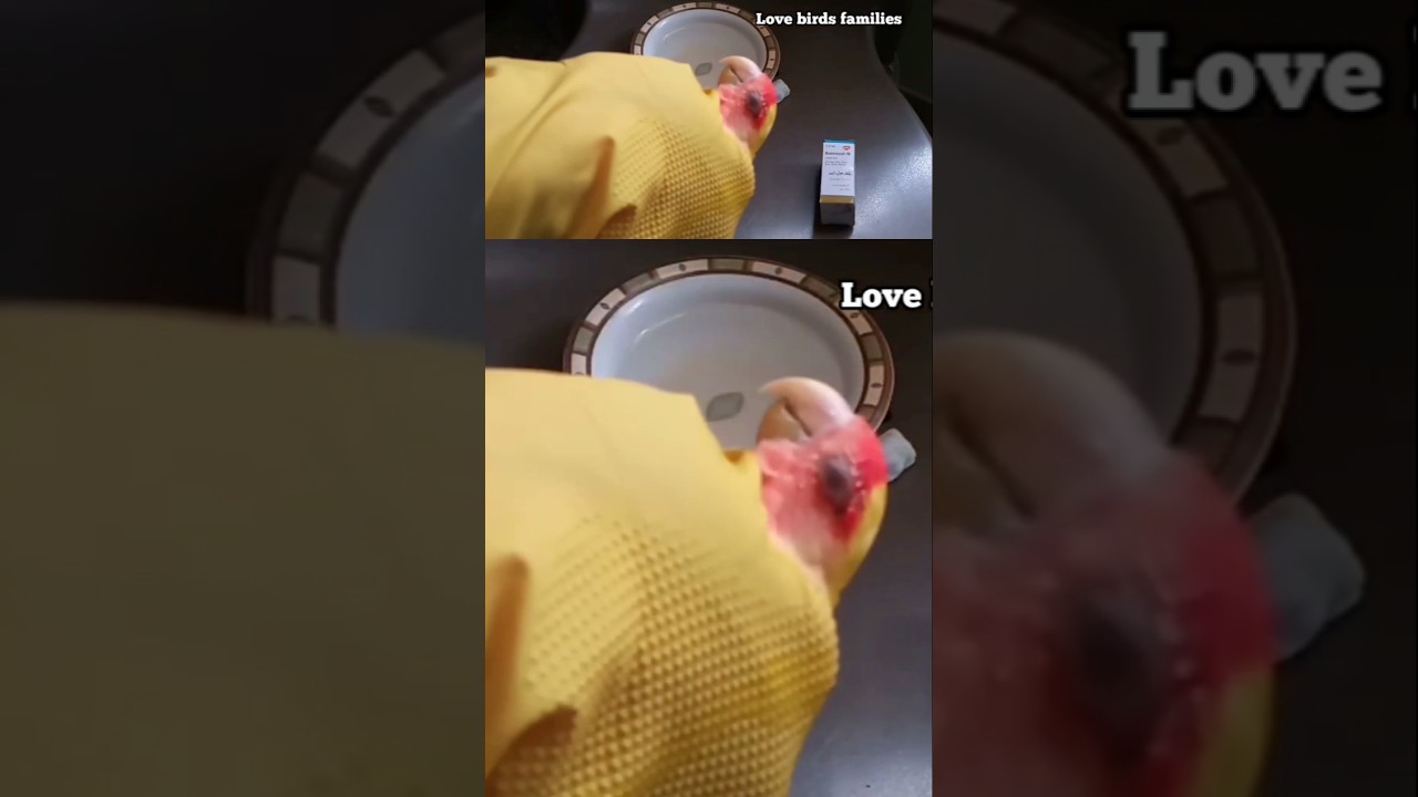How to treat your bird eye infection watch full video 👇🏻