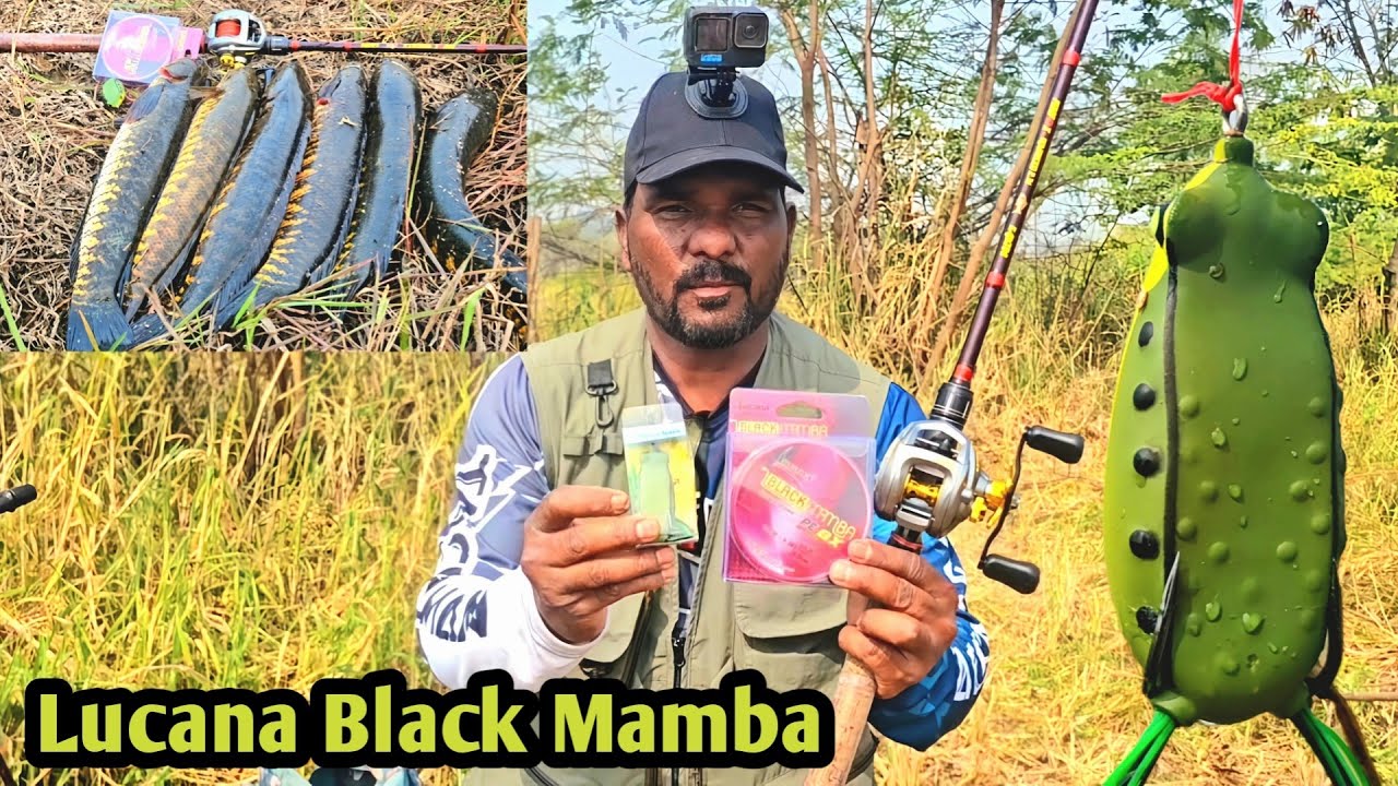 Amazing Fishing Video # Snakehed Fish Catching # Traditional Fishing