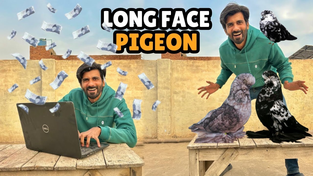 Long Face Pigeon Order Karliye 🤑