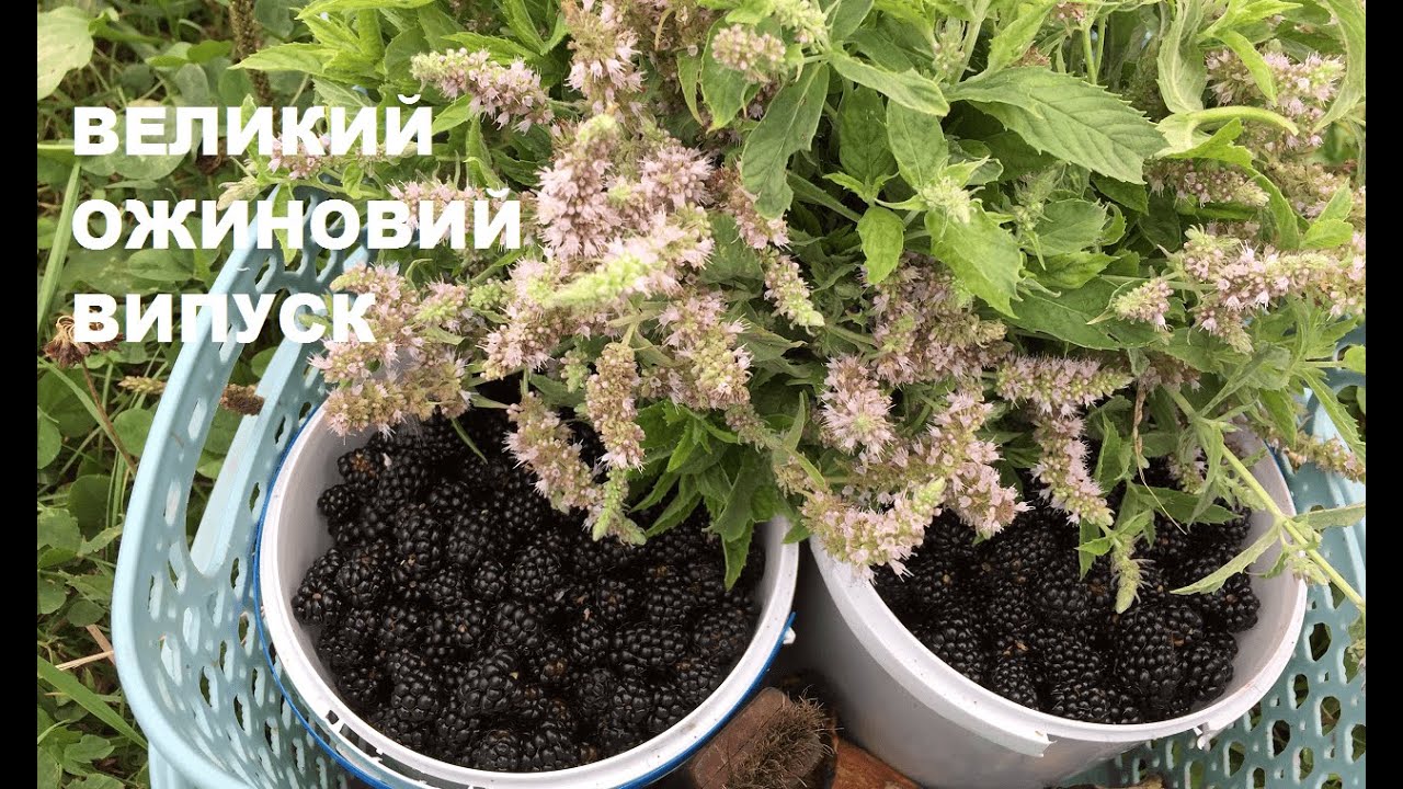 Ожиновий випуск: 7 корисних рецептів з ожини