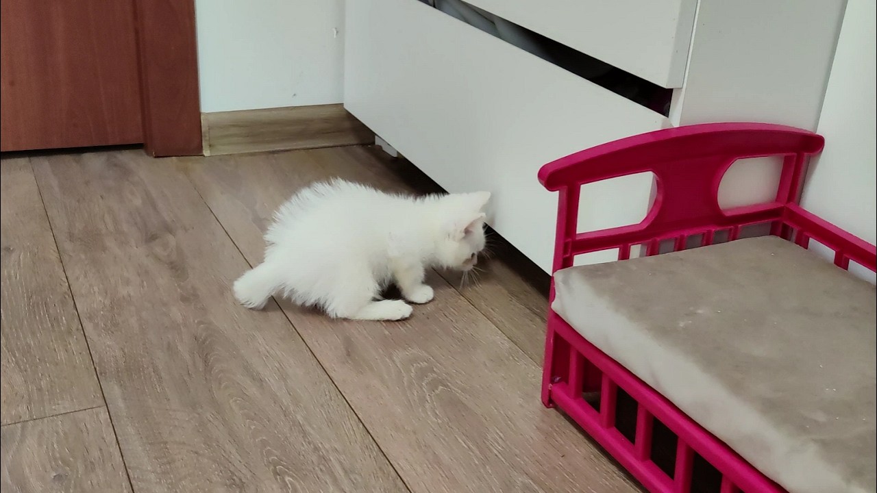Кошка Лиза и её котёнок. Котёнок Дино потерял свой мячик.
