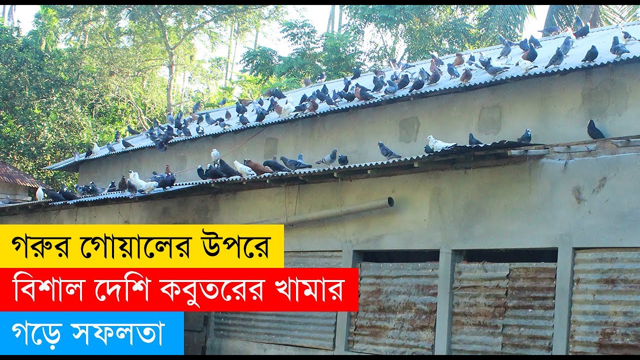 গরুর গোয়ালের উপরে সম্পূর্ণ ভিন্ন পদ্ধতিতে বিশাল একটি দেশি কবুতরের খামার গড়ে সফলতা-৪৫০ টি কবুতর পালন।