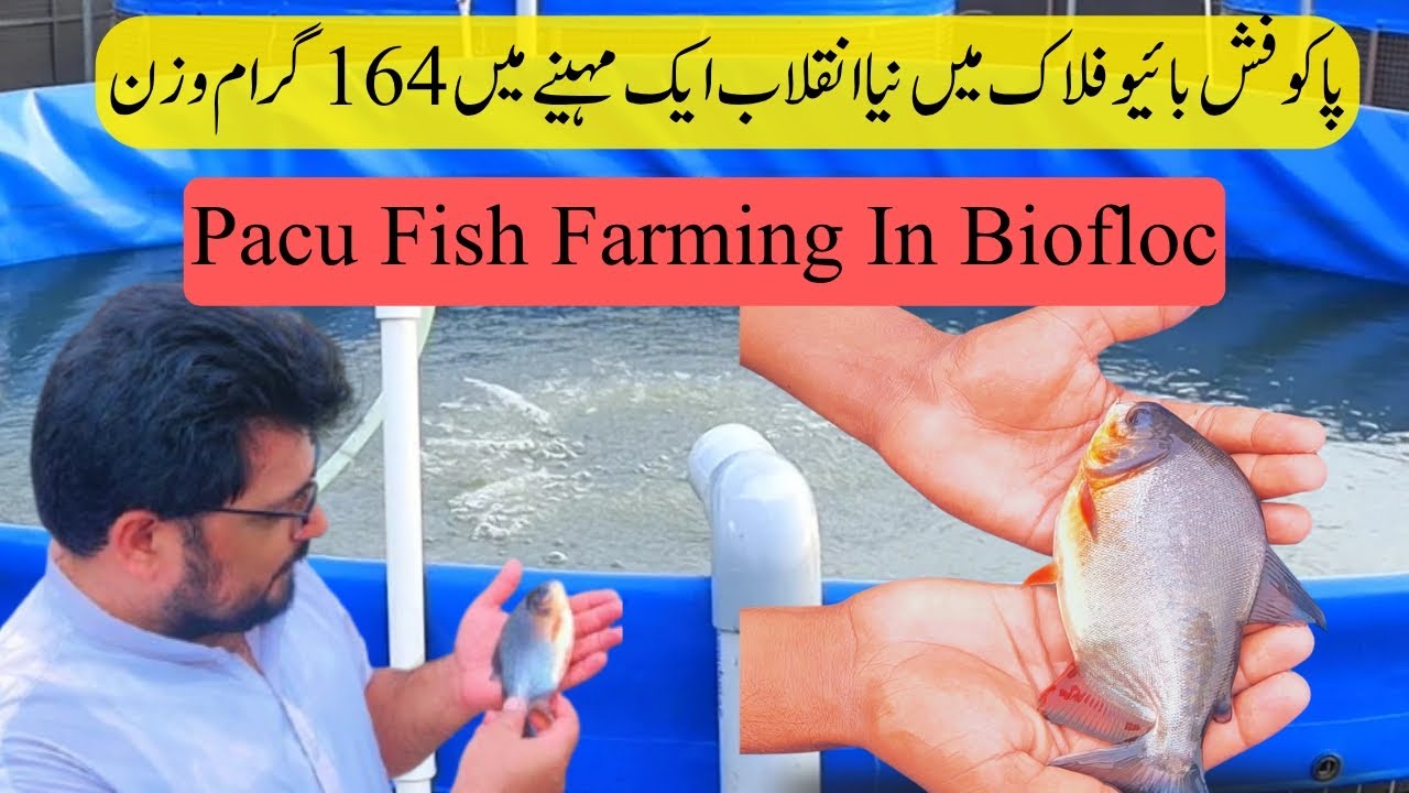 Pacu Fish Farming in Pak | Biofloc Fish Farming in Pak | Fish Business | How Biofloc Technology Work
