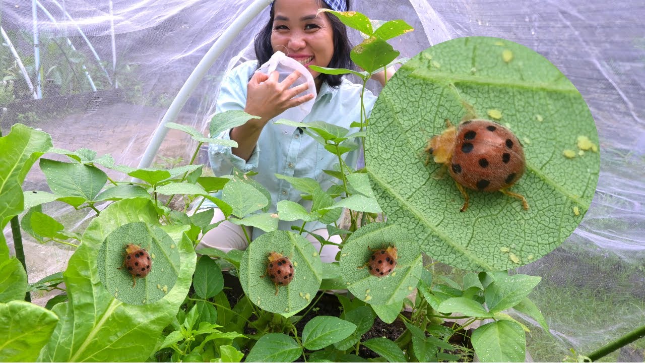 Merilis Ladybug dan Resep Smoothie SEHAT Dari KEBUN