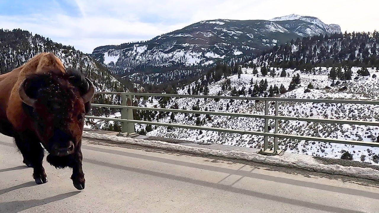 Tense Bison Encounter At Yellowstone National Park