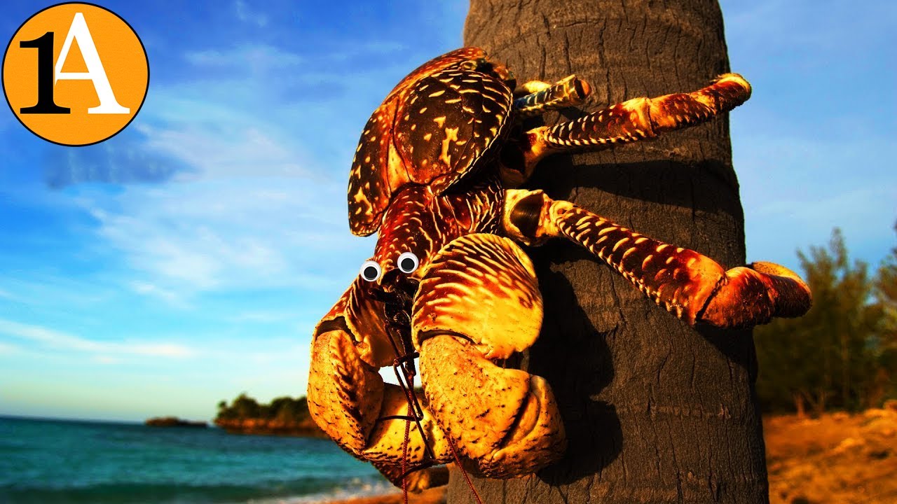 Kokosnusskrabbe - Der gr&ouml;&szlig;te Landarthropode