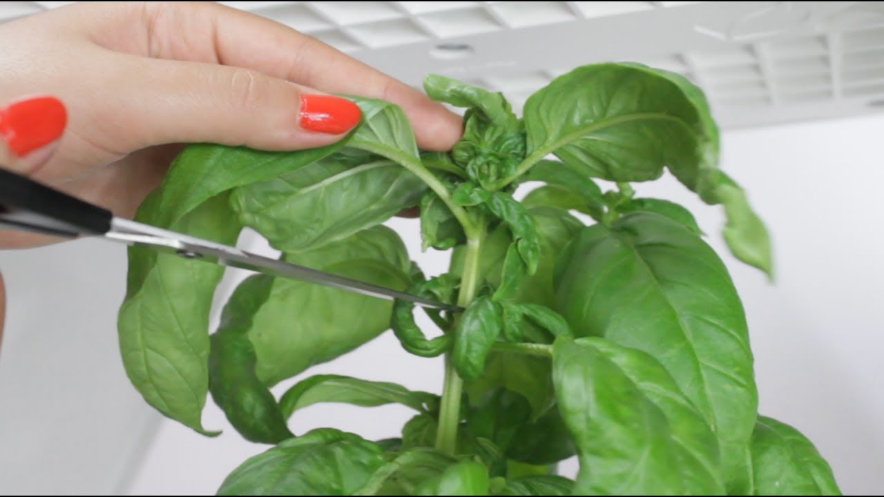 GROWTIPS: Taste Basil