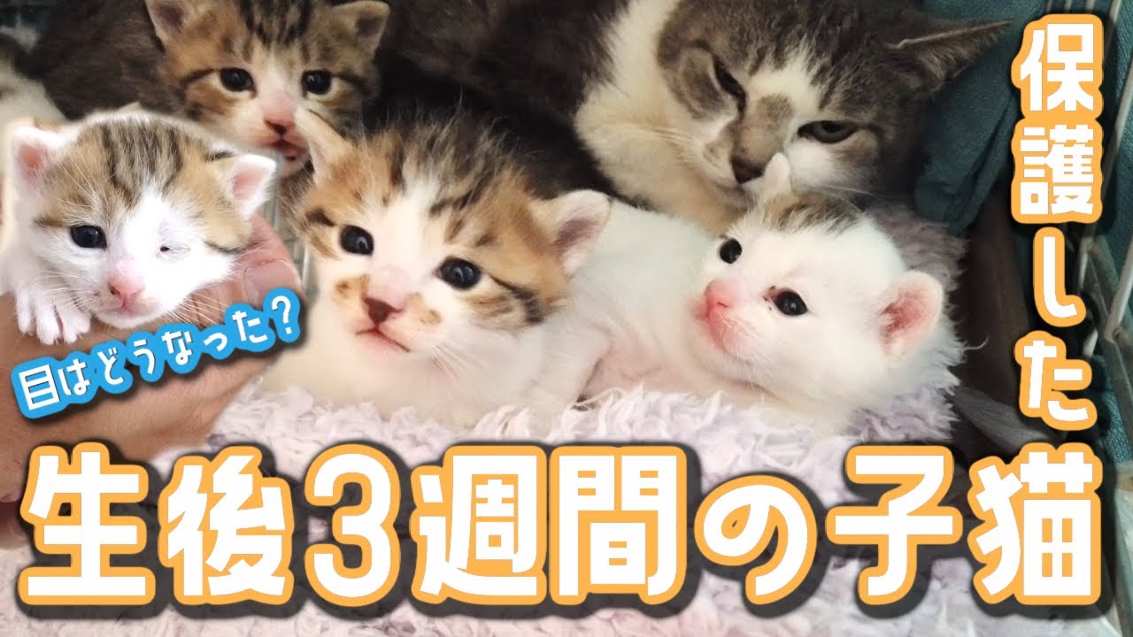 保護猫施設で産まれた生後3週間の子猫と母猫の様子！【保護猫】