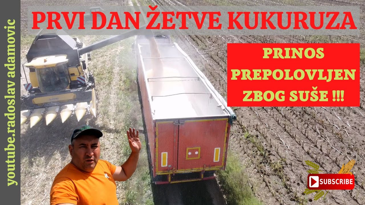 PRVI DAN ŽETVE KUKURUZA:PRINOS PREPOLOVLJEN ZBOG SUŠE!;FIRST DAY OF CORN HARVEST: POOR YIELD-DROUGHT
