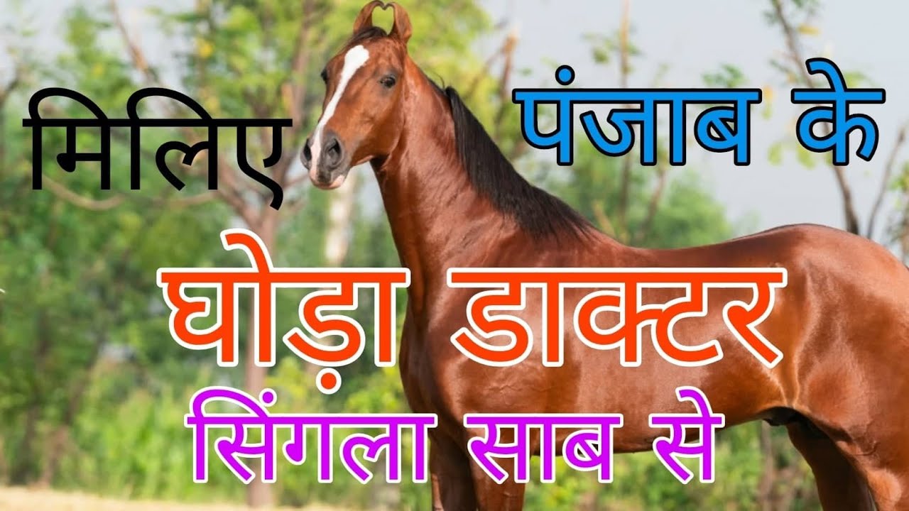 मिलिये सुप्रसिद्ध अश्व चिकित्सक सिंगला जी Horse Specialist Doctor Singla from Punjab घोड़ों का डॉक्टर