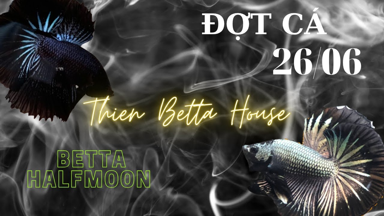 Đợt cá betta Nemo Halfmoon 26/06 đuôi chuẩn 180 độ   | Thiện Betta House