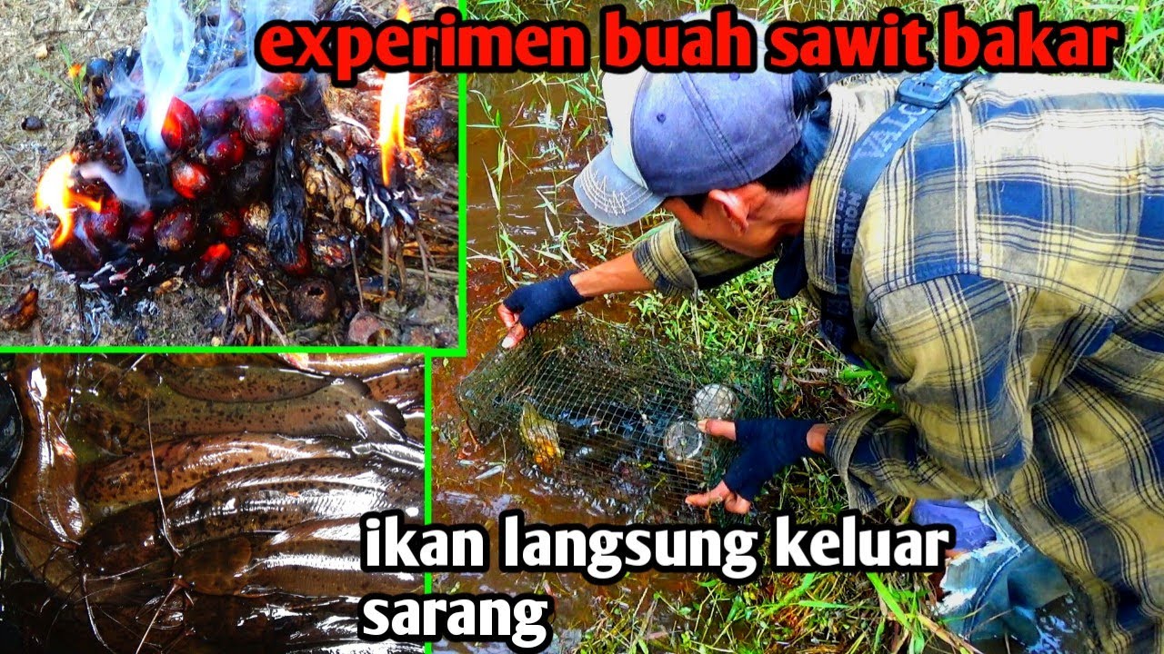 WAJIB COBA.! Pasang bubu pakai umpan buah sawit bakar//Aromanya bikin lele lembat keluar sarang