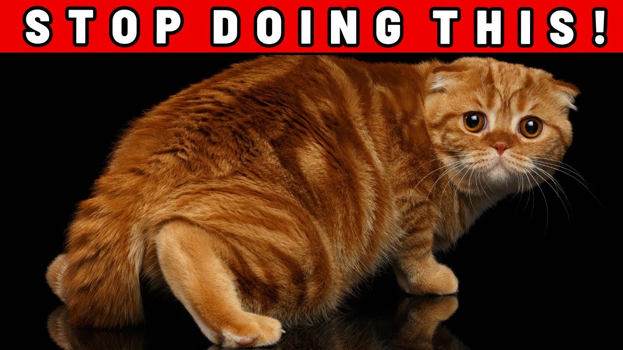 Stop Doing THIS To Your Cat — They Remember