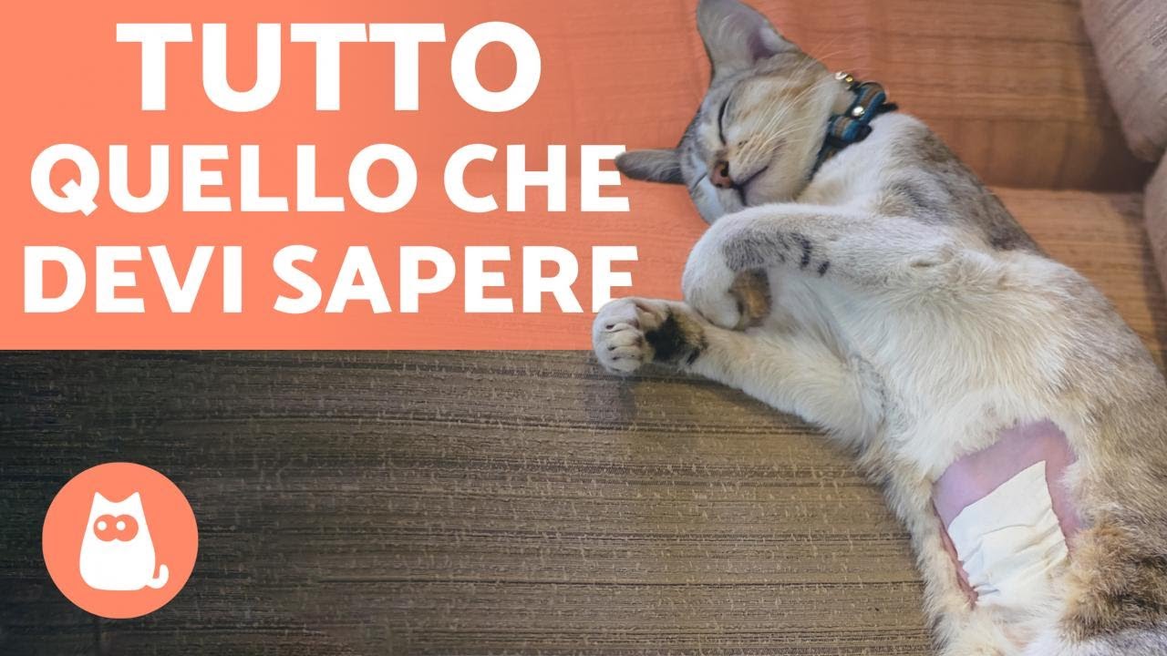 CASTRAZIONE del GATTO🐱✂️ Et&agrave;, pro e contro