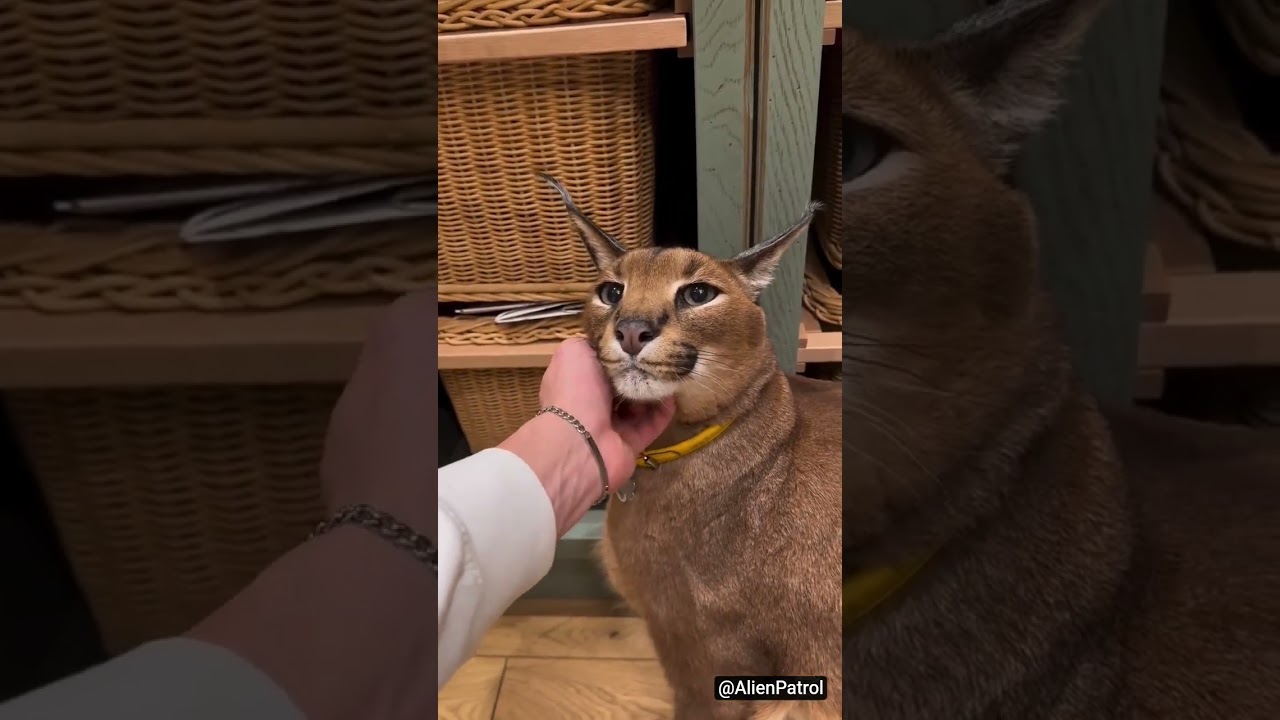 I can't even hear it's voice ! 