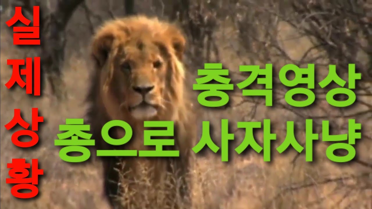 사자와 인간의 대결/ 사자 vs 인간/ 총으로 사자 사냥/ Lion hunting 밀렵현장, 실제상황, 탄자니아, 식인 사자, 숲의 왕과 사냥꾼/ 자비없는 사냥 [황정희TV]