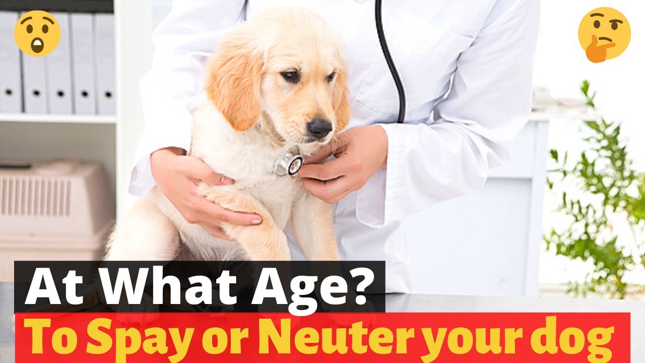 At What age should you Spay or Neuter your pet? 🤔