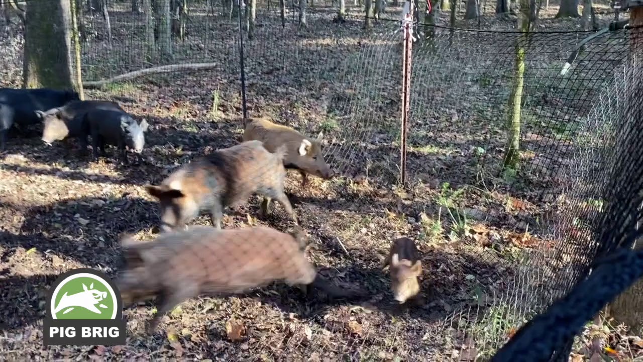 The Pig Brig Trap System In Action | Pig Brig Trap System