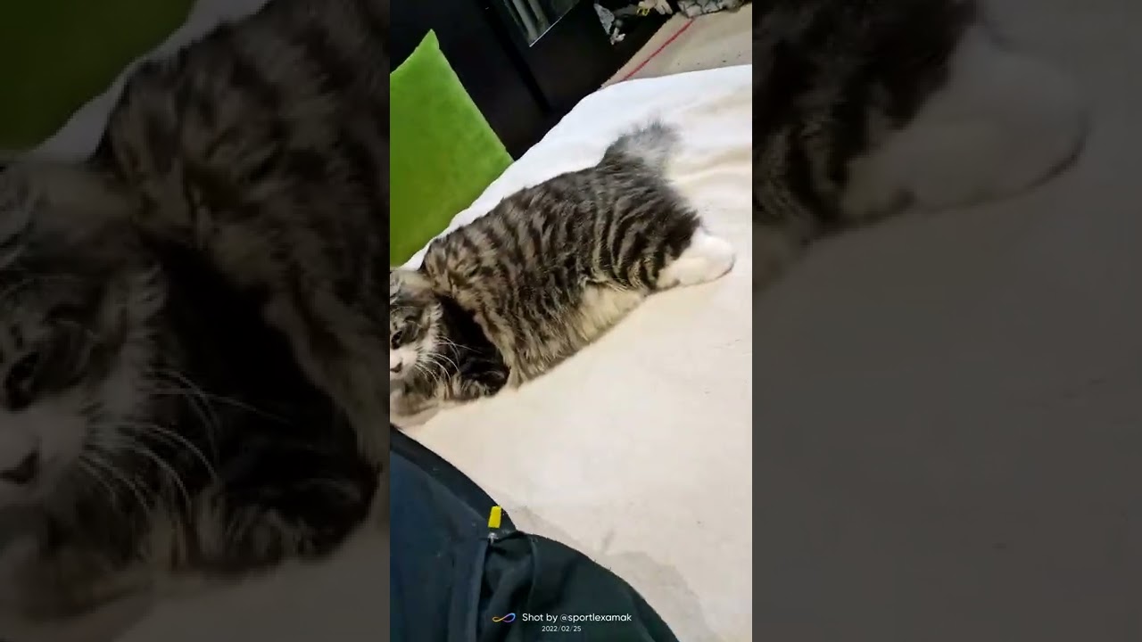 #вивальди #vivaldi классика кота 😺