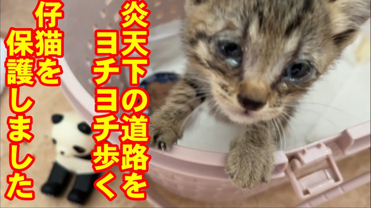 保護猫活動47 |仔猫をほごしました