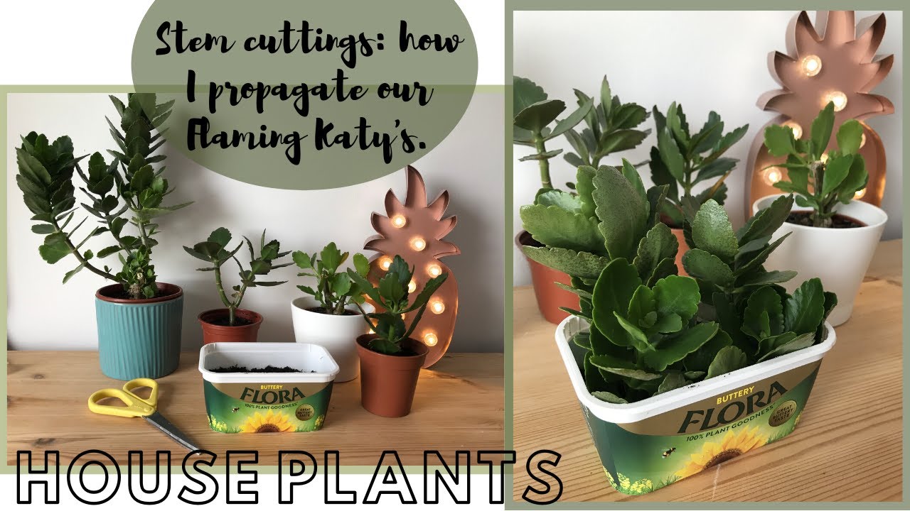 PART ONE | Propagating Stem Cuttings | Flaming Katy House Plant | How To | Kalanchoe Blossfeldiana
