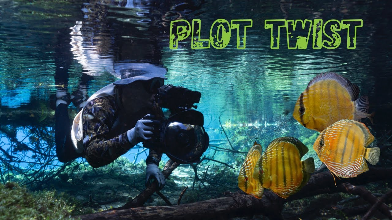 Wild Discus Secrets with Oliver Lucanus from Below Water