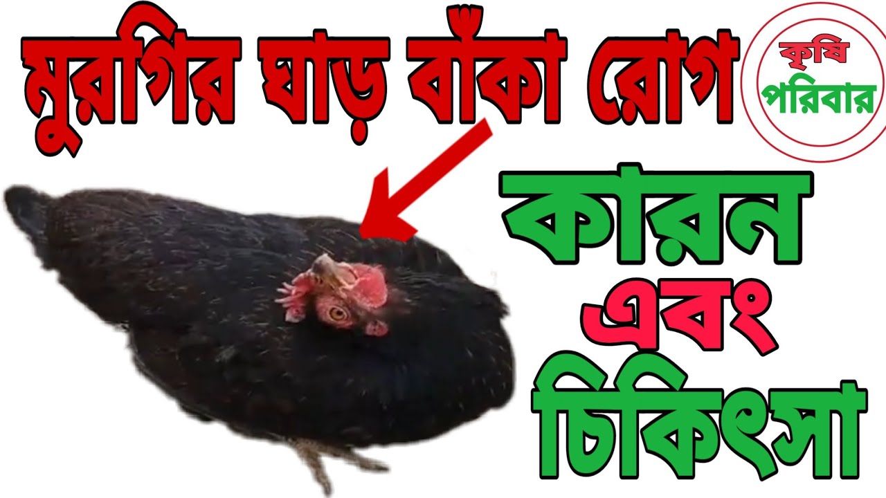 মুরগির ঘাড় বাঁকা রোগ এর কারন এবং চিগিৎসা||Causes of Chicken Neck Curvature and Chigitsa