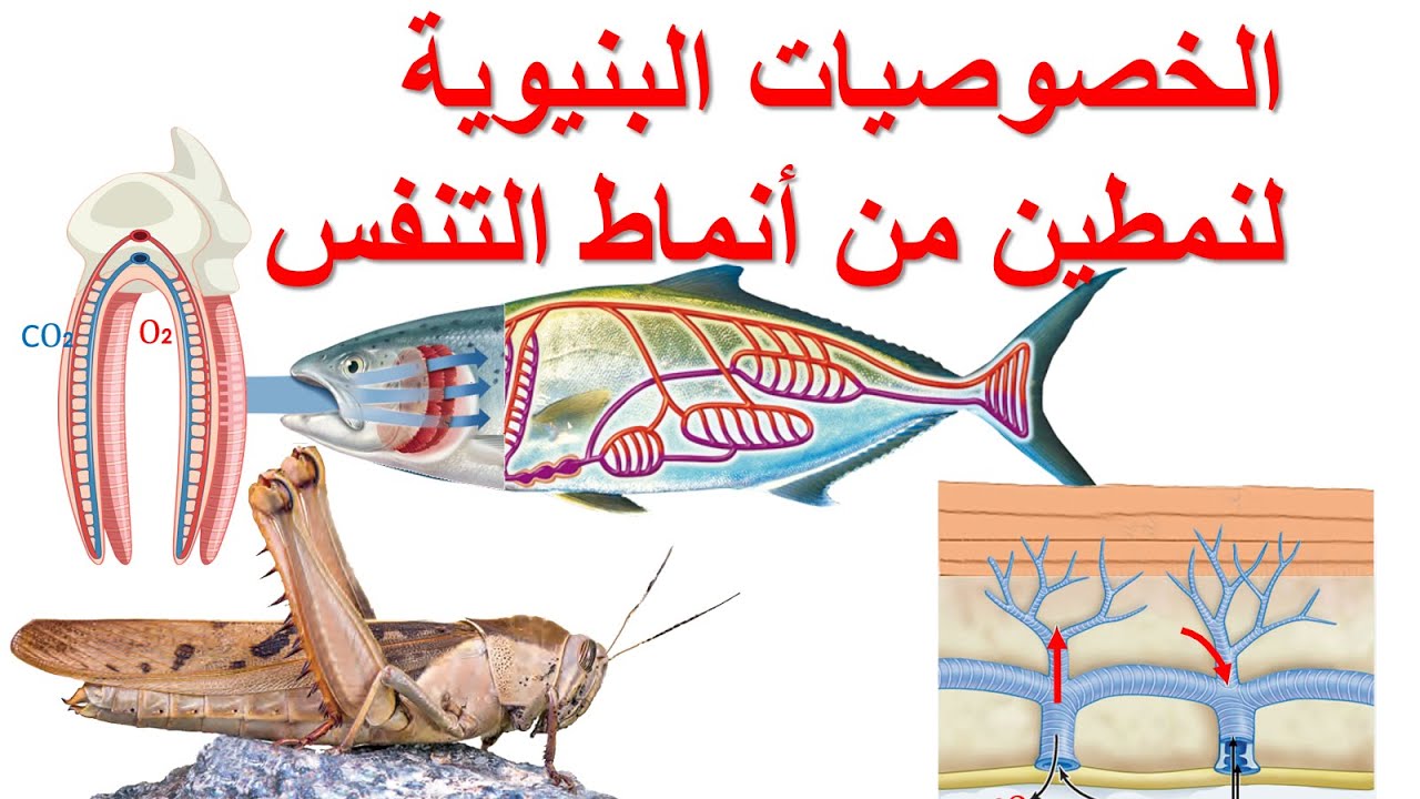 الخصوصيات البنيوية لنمطين من أنماط التنفس مادة العلوم الطبيعية السنة الثانية متوسط | الدرس 2