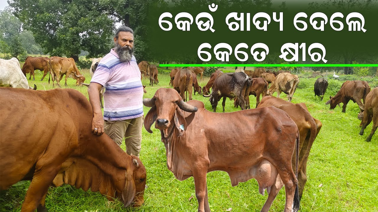 କେଉଁ ଖାଦ୍ୟ ଦେଲେ  କେତେ କ୍ଷୀର ଉତ୍ପାଦନ || What to feed the cows for beter milk? @EfarmingOdisha