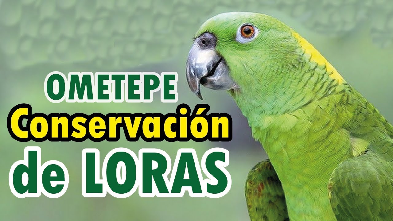 Conservación de loras nuca amarilla en Ometepe