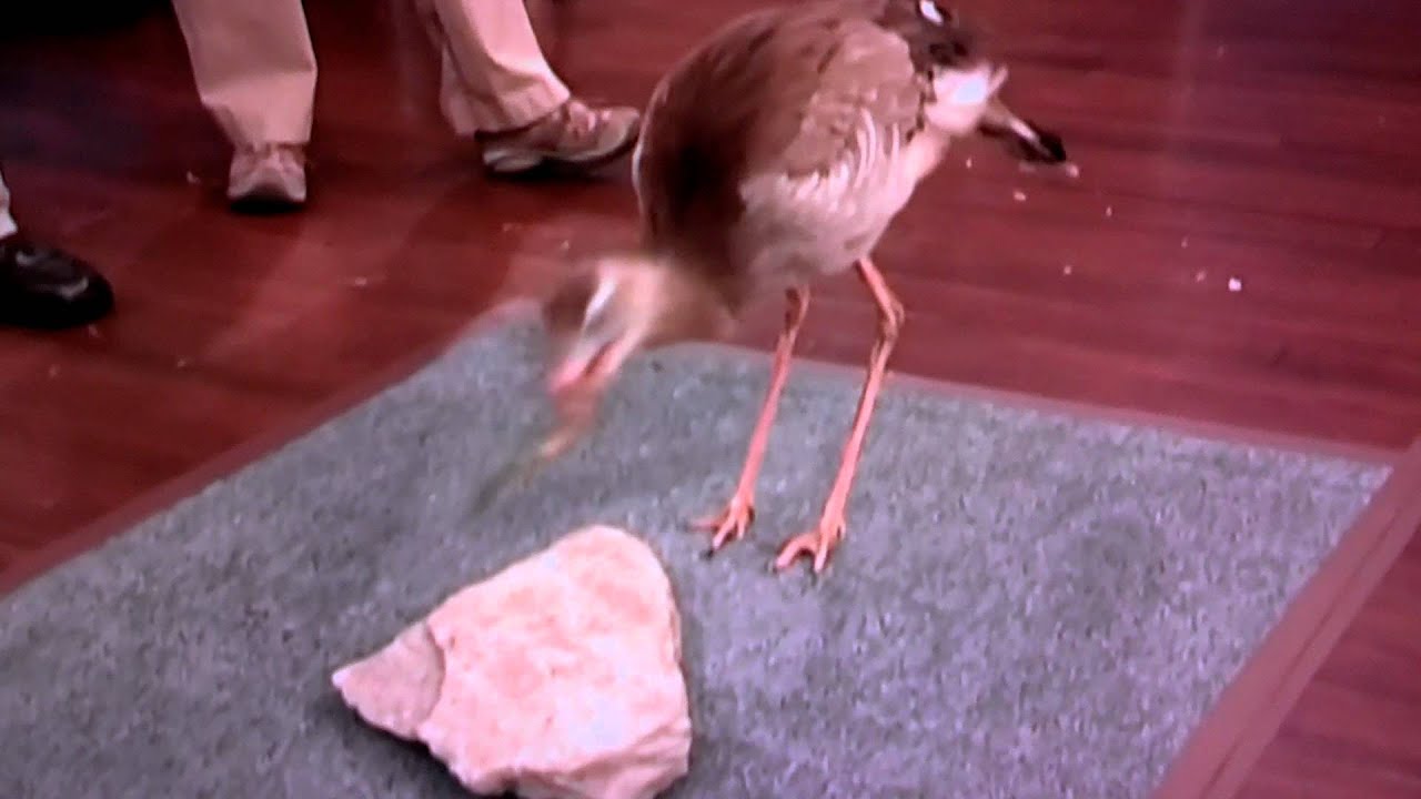 Bird smashes Lizard on Rock to Kill