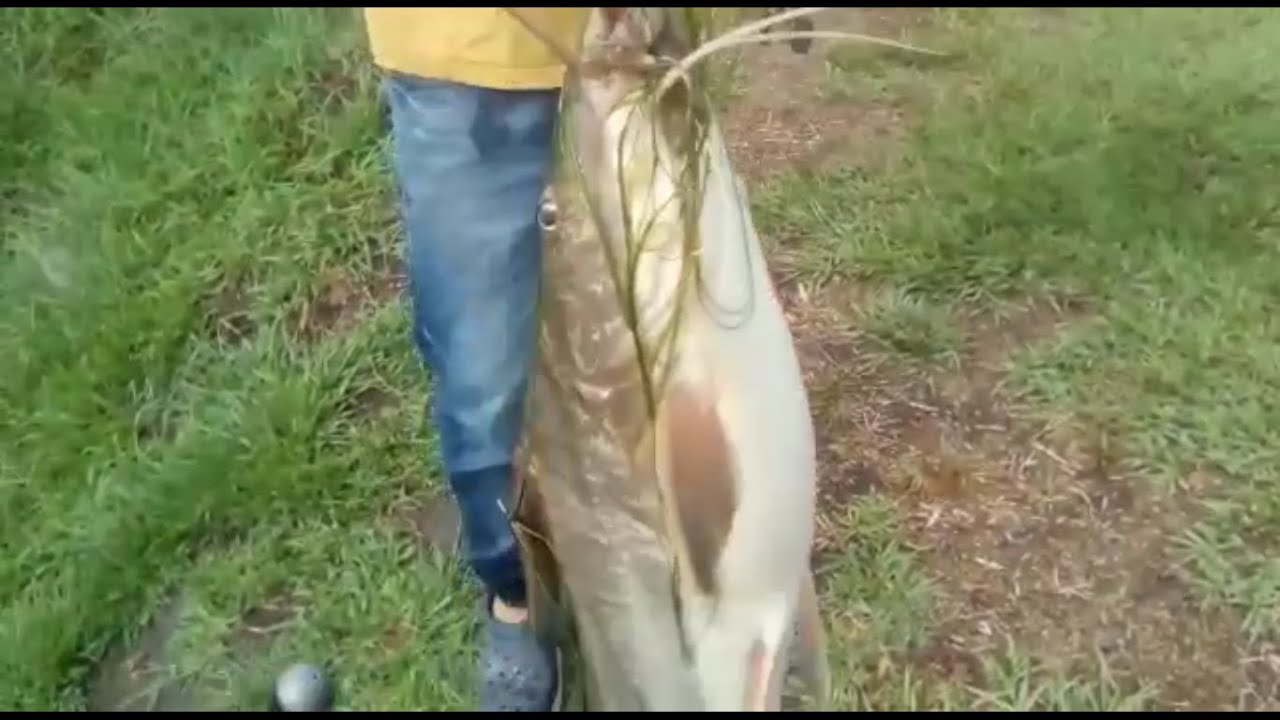 moncholo gigante