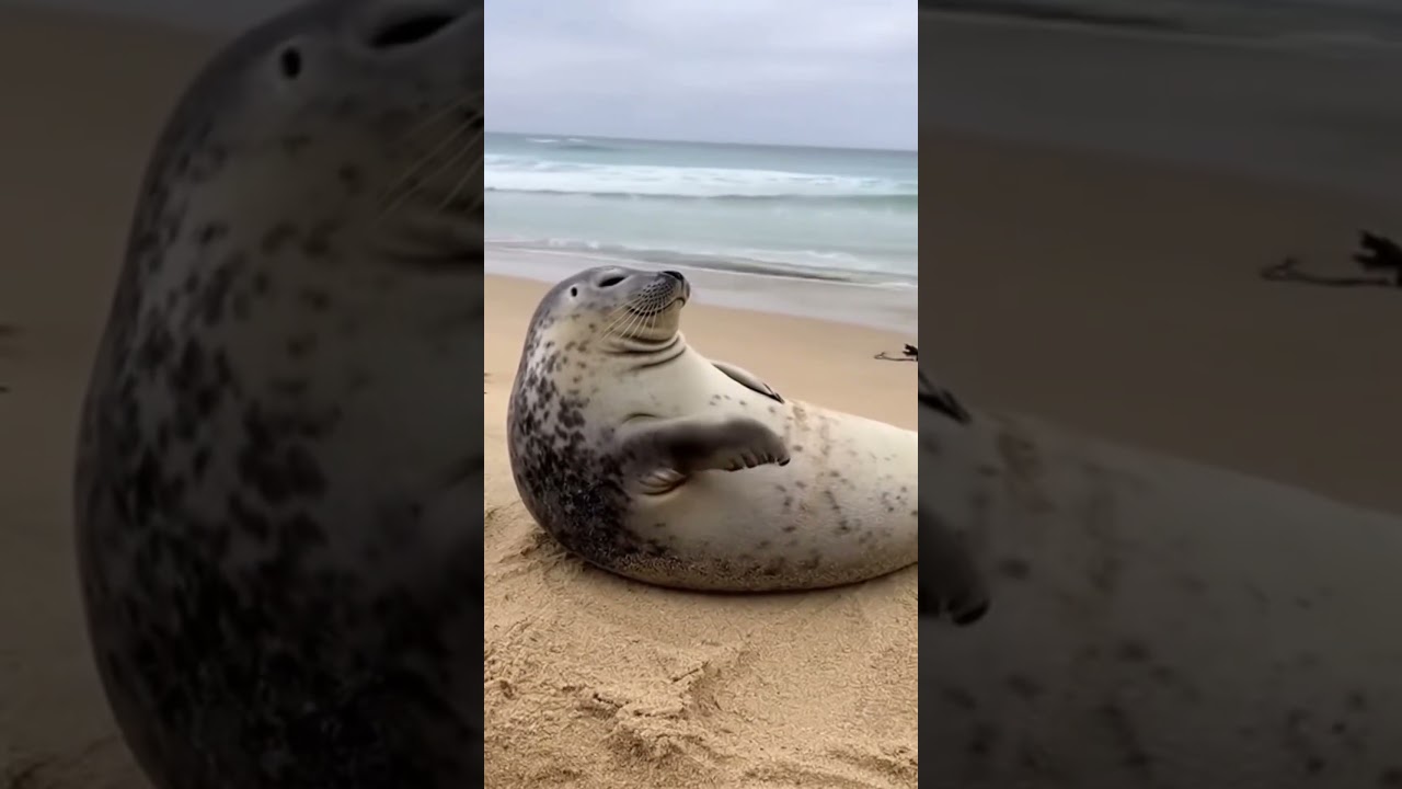 Isn't this seaside vacation so enjoyable  