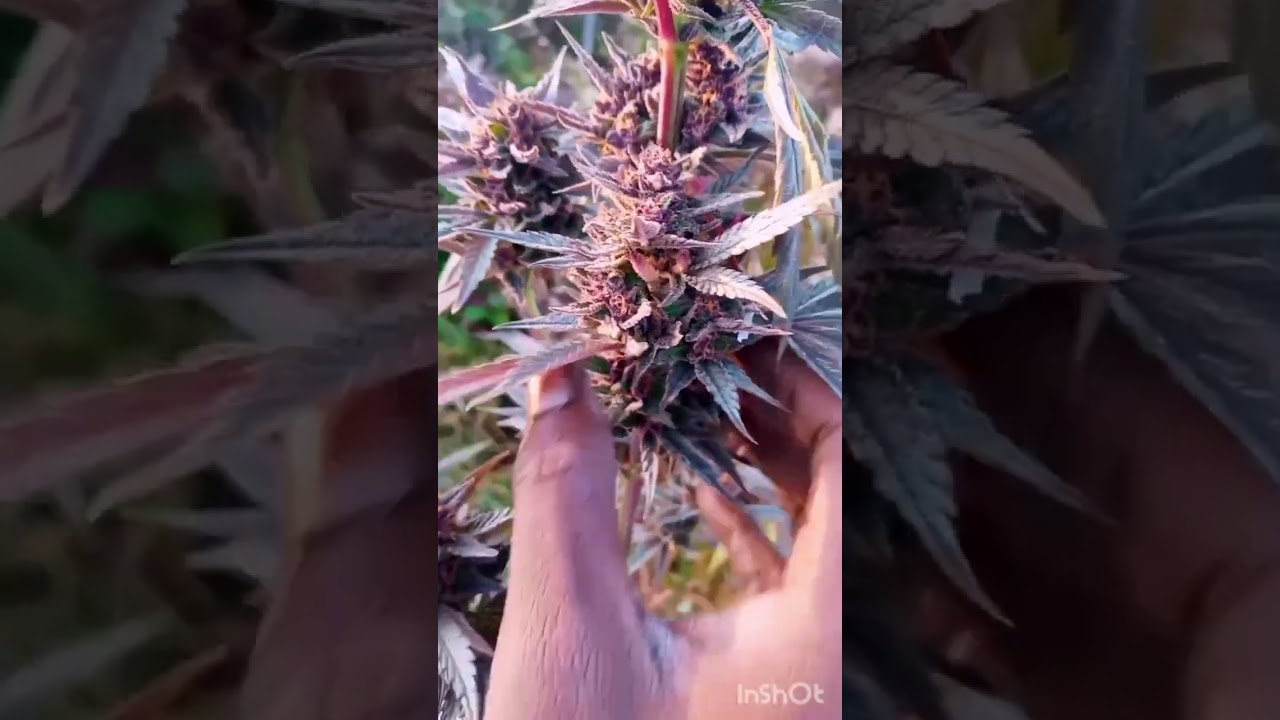 2021 Purple Skunk Outdoor Weed Grow 5 of 5