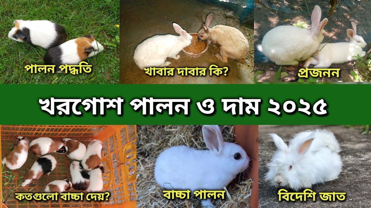 খরগোশ পালন | Rabbit Rearing In Bangla | Rabbit Price In Bangladesh and India 2025 | Khorgos Palon