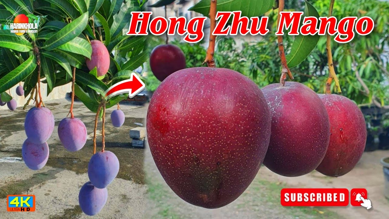 2 kg Hong zhu mango