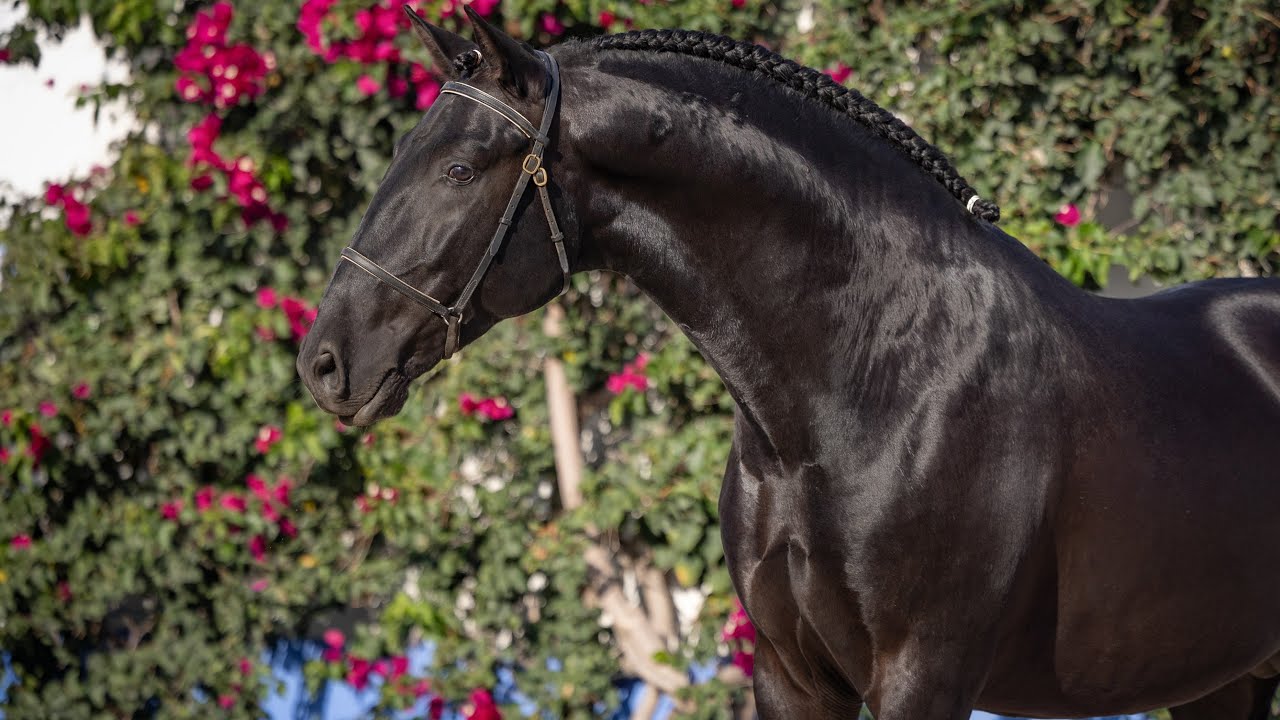 Horse for Sale |  Young Black Lusitano Stallion with Charisma and Potential (REF#895)
